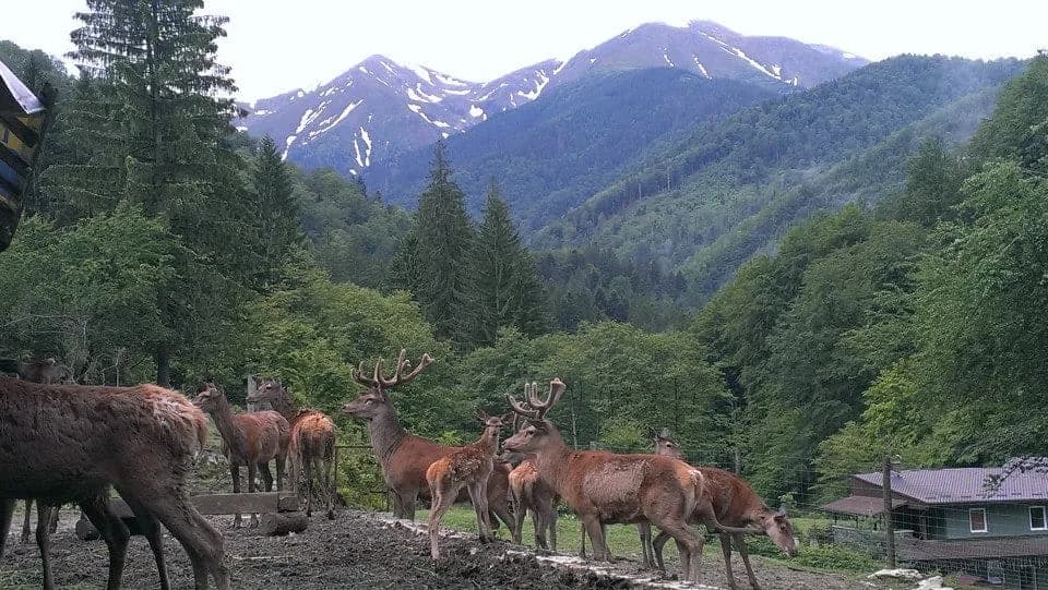 Ferma de cerbi din Poiana Neamțului